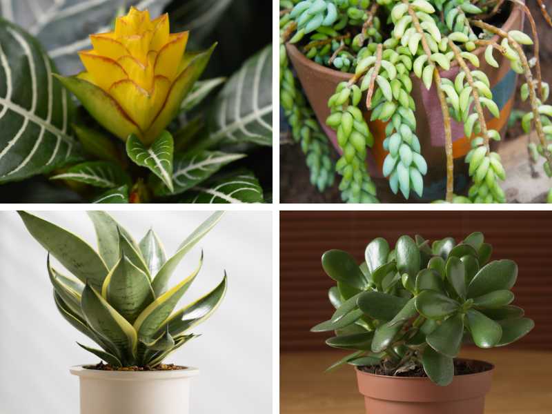 Different types of low light indoor succulents.