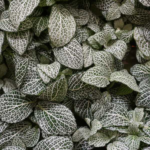 Mosaic Plant