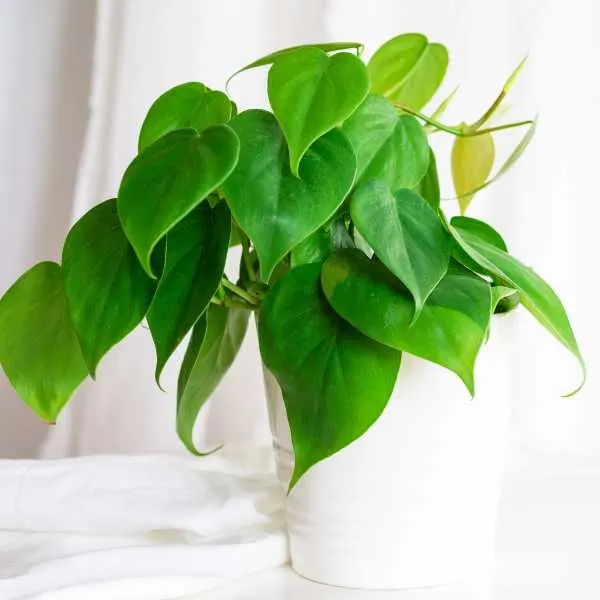 Philodendron