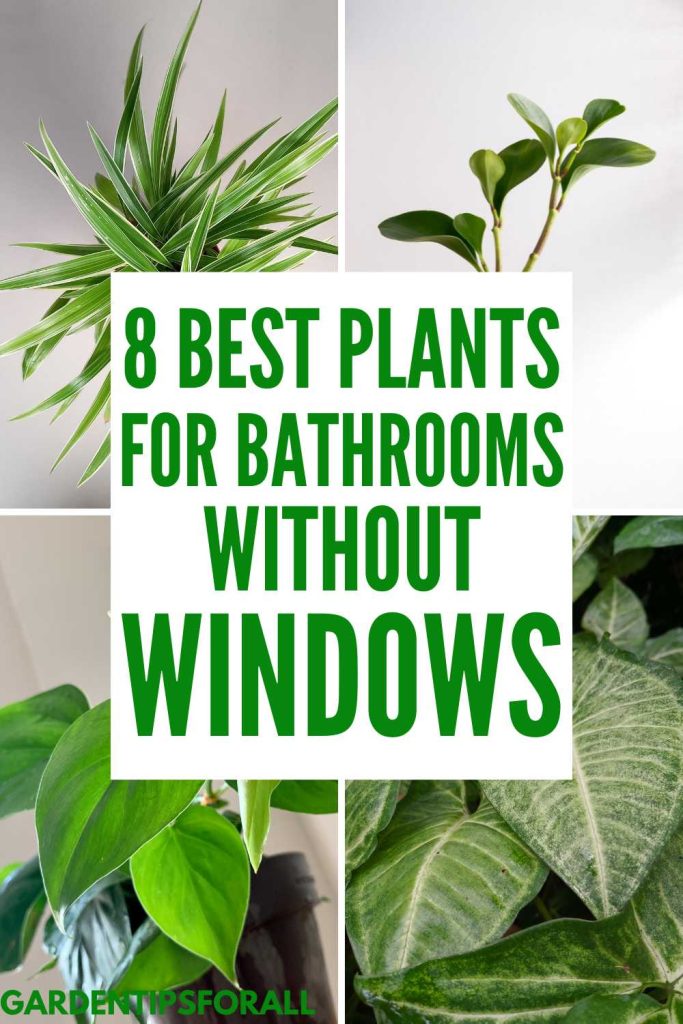 Various types of green plants and text that says, "8 Best plants for bathrooms without windows".
