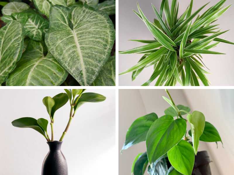 Different green house plants for windowless bathrooms.