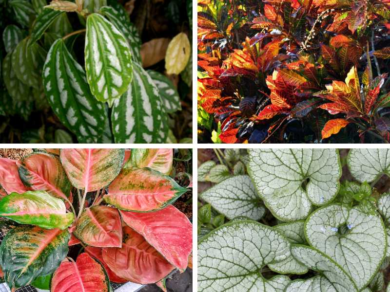 Different plants with variegated leaves.