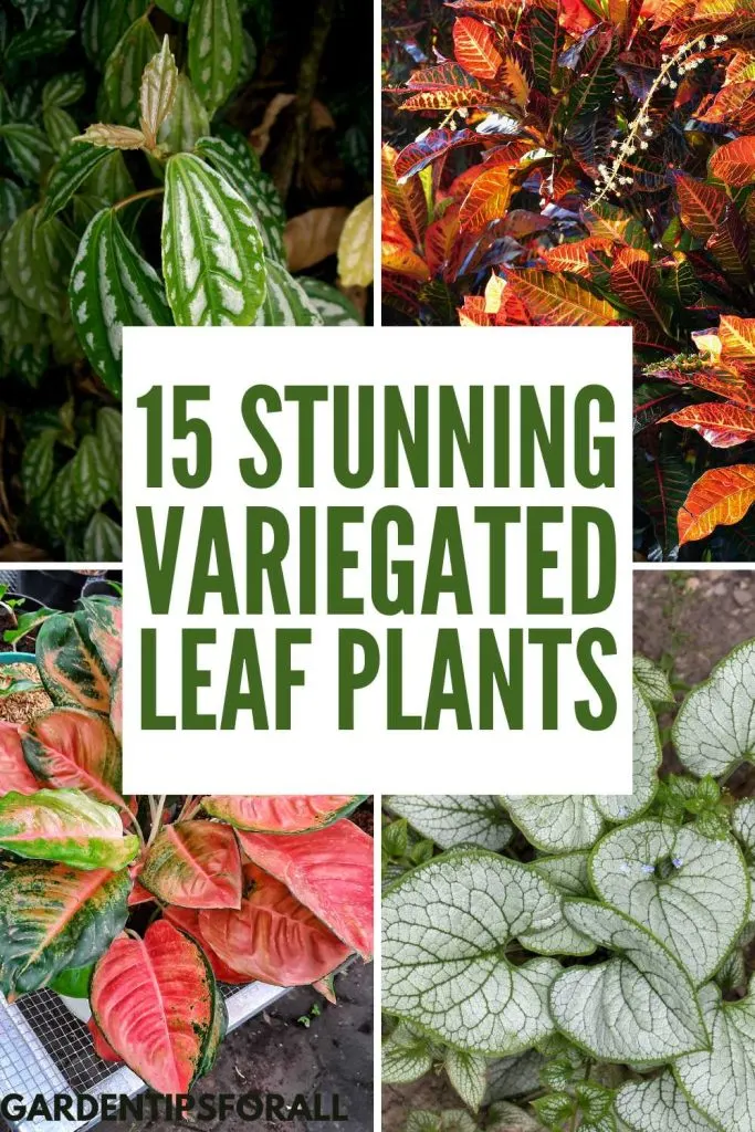 Different varieties of plants and text that says, "15 Stunning variegated leaf plants".