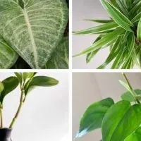 Different green house plants for windowless bathrooms.