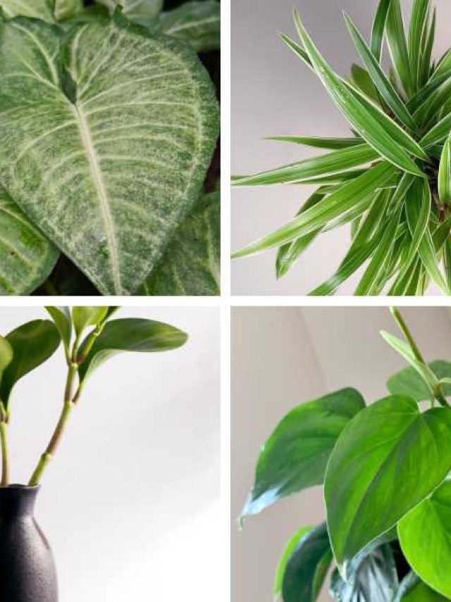 8 Best Plants for Bathrooms without Windows!