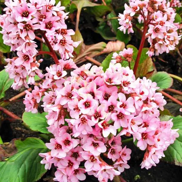 Bergenia