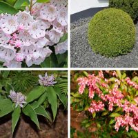 Different types of deer resistant shade plants.