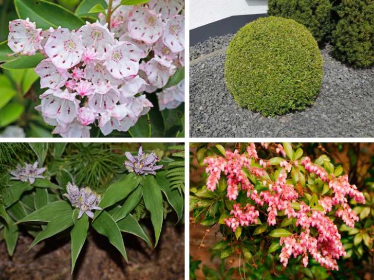 14 Deer Resistant Shade Plants and Flowers for a Thriving Garden