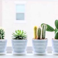 Different succulents in pots - Featured image for the 