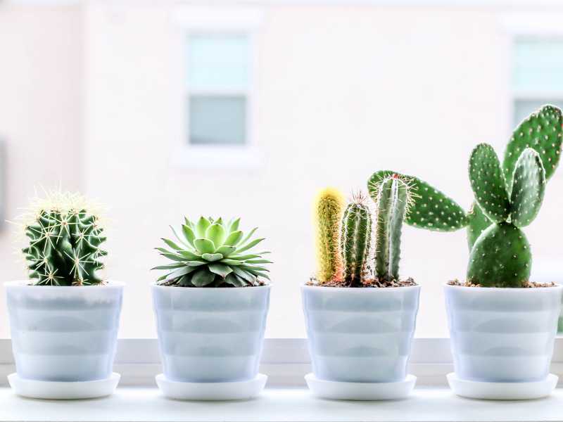 Different succulents in pots - Featured image for the "How to fix overwatered succulent plants" post.
