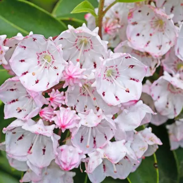 Mountain Laurel