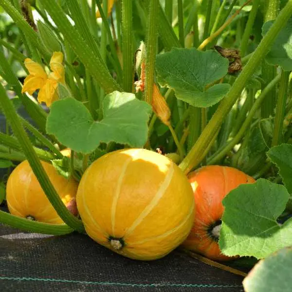 Pumpkins - Winter Squash