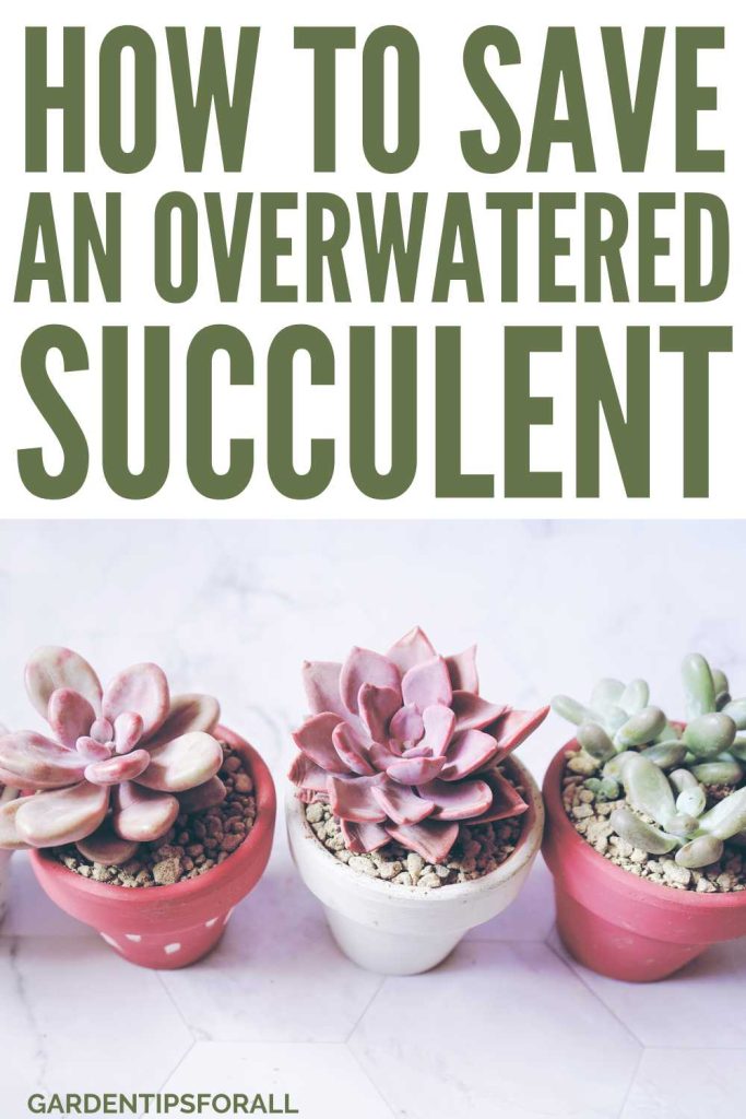 Various types of succulent plants and text overlay that reads, "How to save an overwatered succulent".