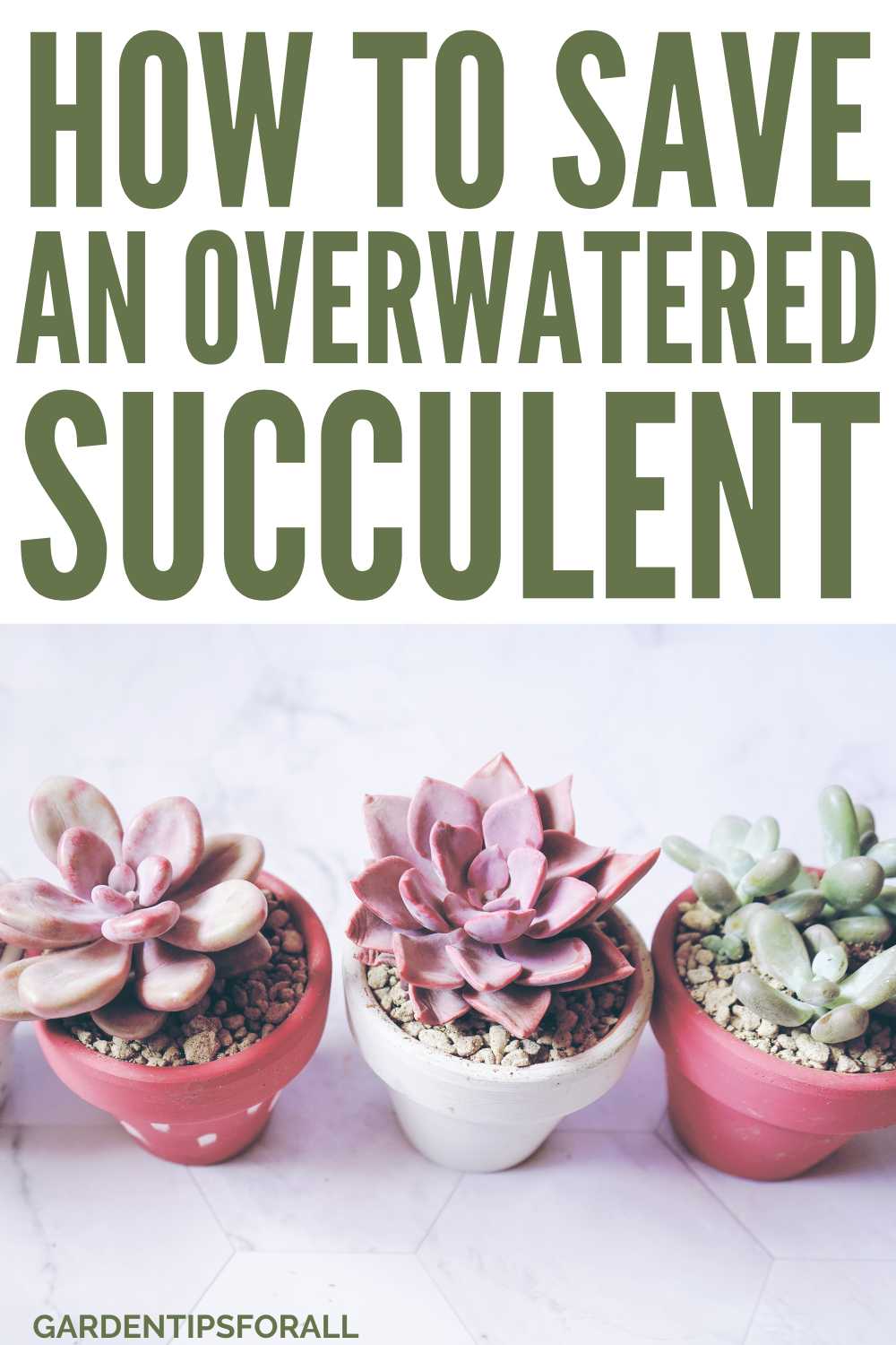 How to Fix Overwatered Succulent Plants 6 Simple Tips