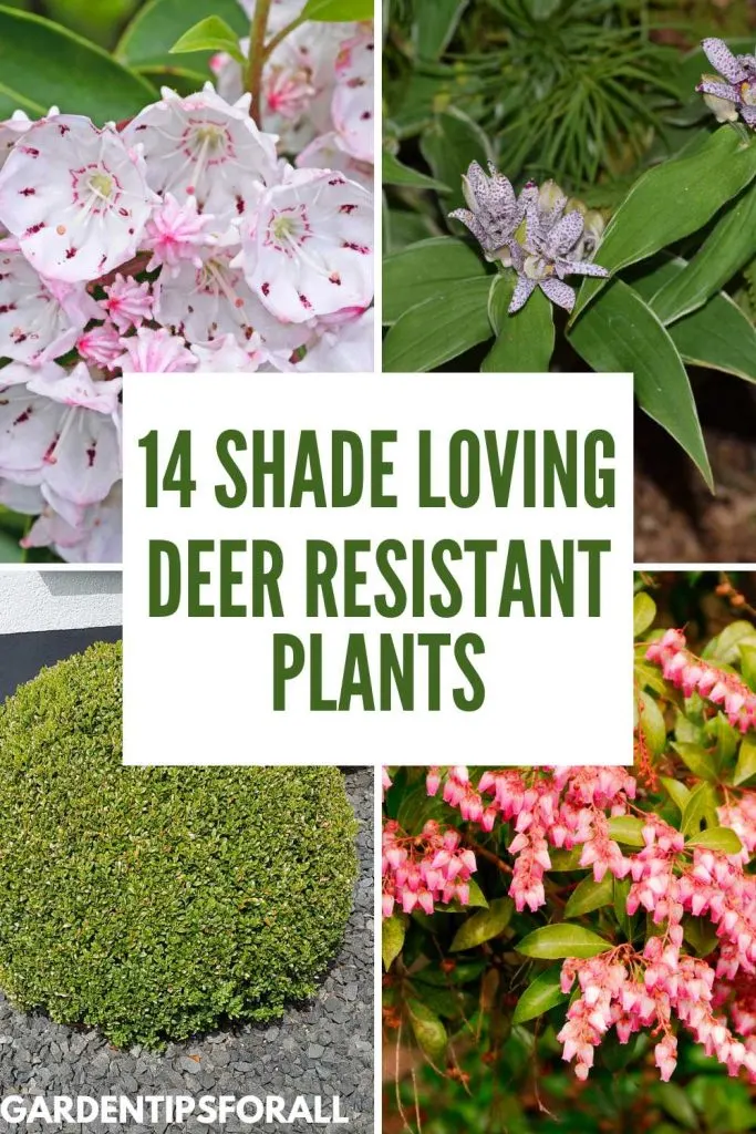 Various shade loving deer resistant plants and flowers.