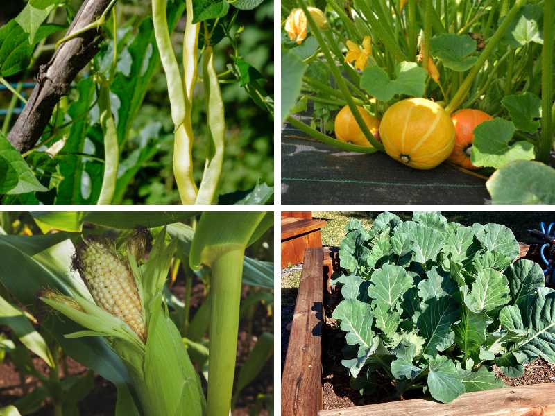 Pole beans, pumpkins, sweet corn and collar greens - best vegetables to grow in Southern California.