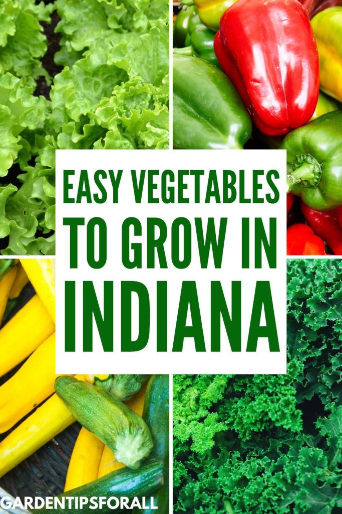 Lettuce, peppers, squash and kale are easy vegetables to grow in Indiana.