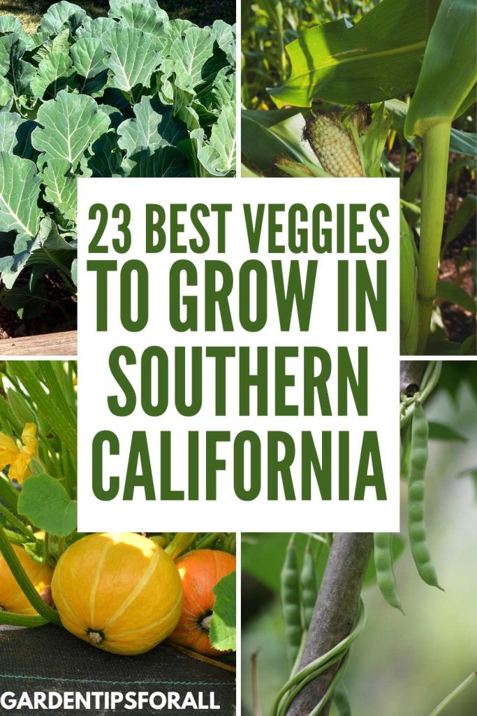 Collard green, sweet corn, pumpkins and pole beans and text that says, "Best veggies to grow in Southern California".