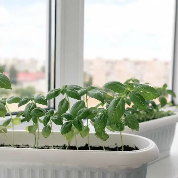 Basil on windowsill