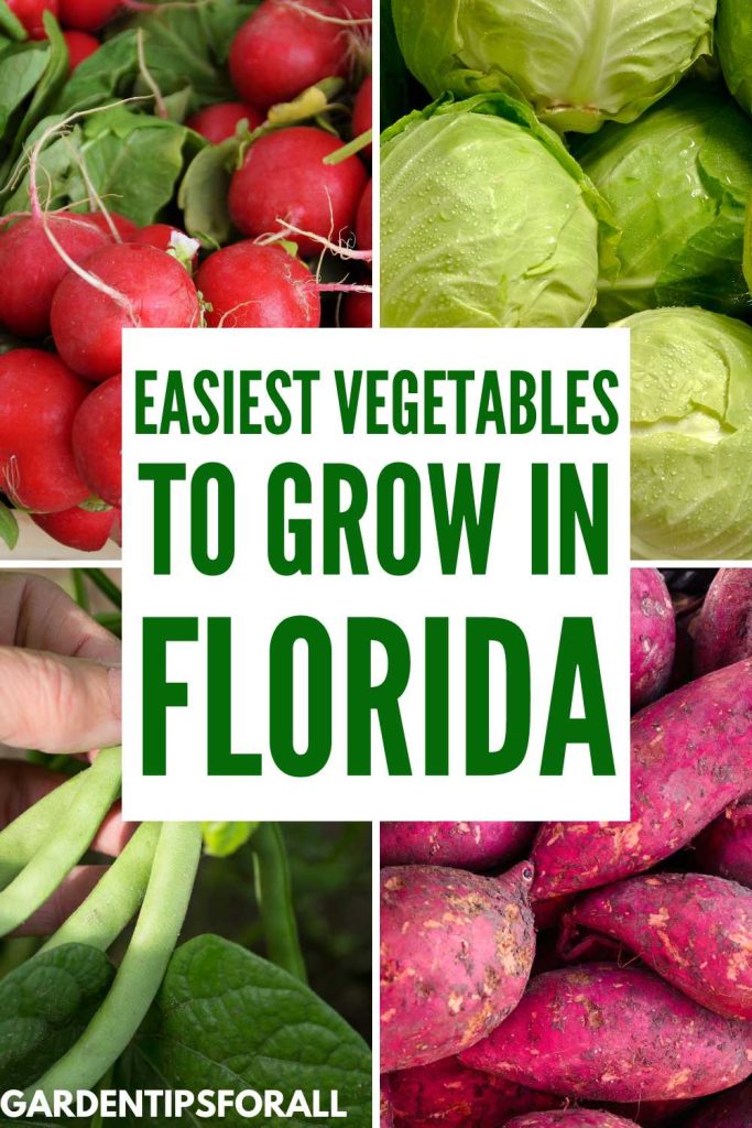 Radishes, cabbage, green beans and sweet potatoes and text overlay that reads, "Easiest vegetables to grow in Florida".