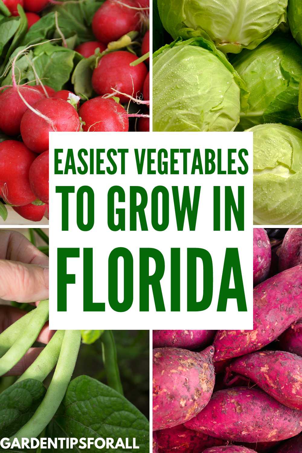 8 Best Vegetables to Grow in Florida