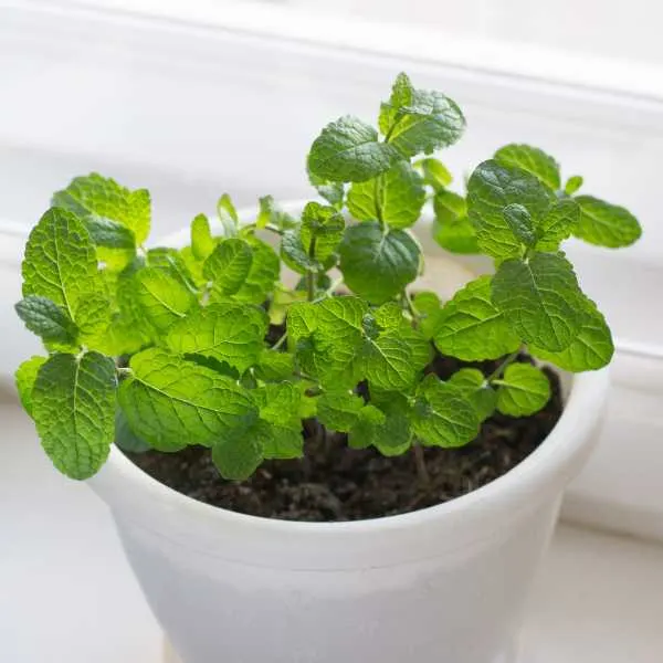 Mint on window sill