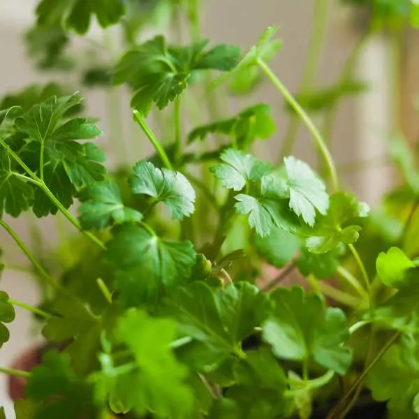 Parsley on window sill