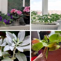 African violet, basil, sage and venus flytrap are among the best plants for windowsill.