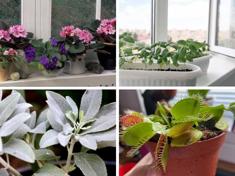 African violet, basil, sage and venus flytrap are among the best plants for windowsill.