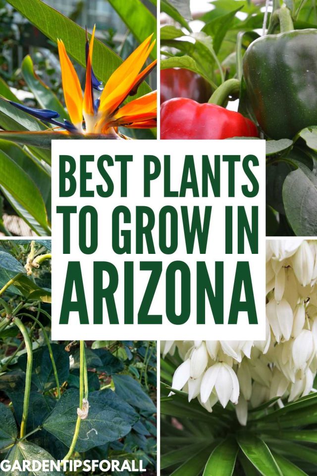 9 Plants that Grow Well in Arizona