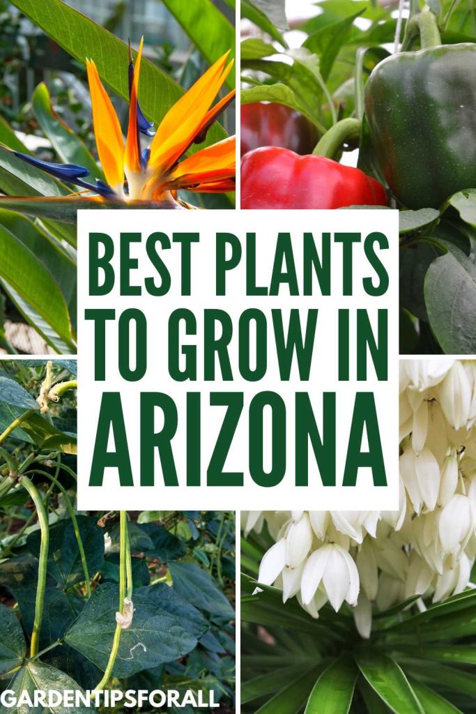 Bird of Paradise, asparagus beans, bell peppers and yucca and text overlay that reads, "Best plants to grow in Arizona". 