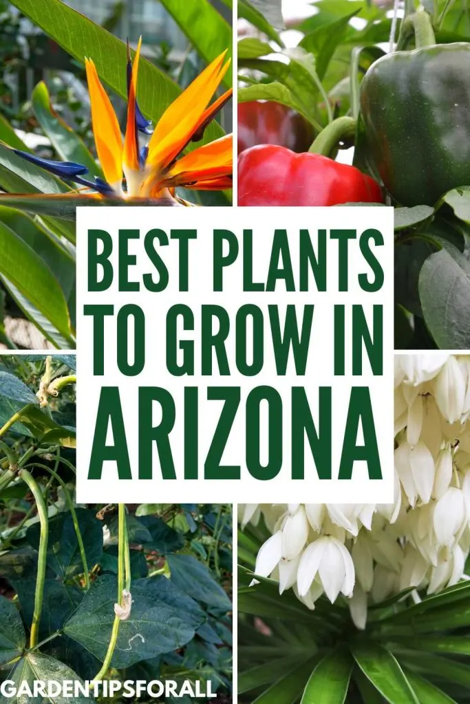 Bird of Paradise, asparagus beans, bell peppers and yucca and text overlay that reads, "Best plants to grow in Arizona". 