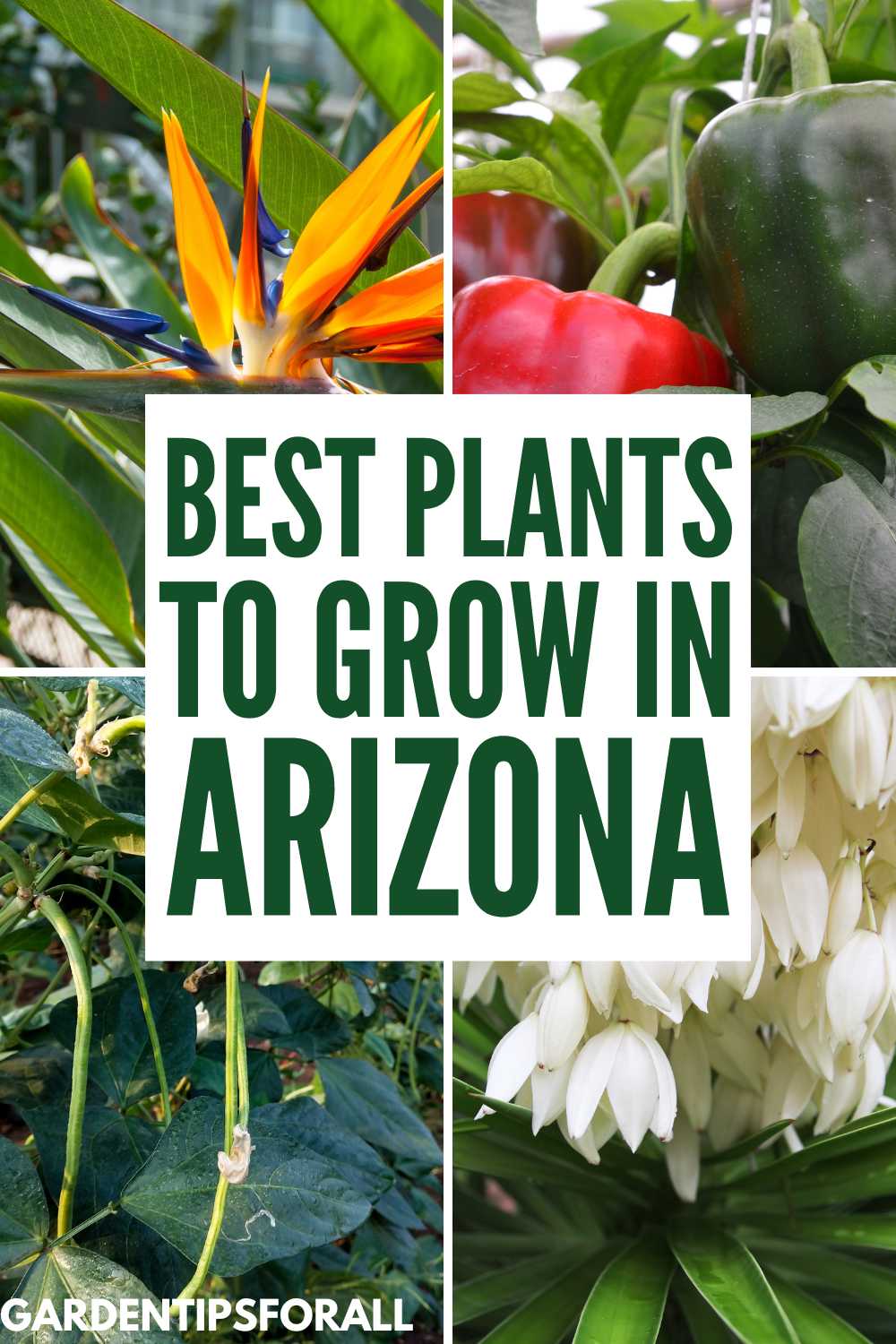 9 Plants that Grow Well in Arizona