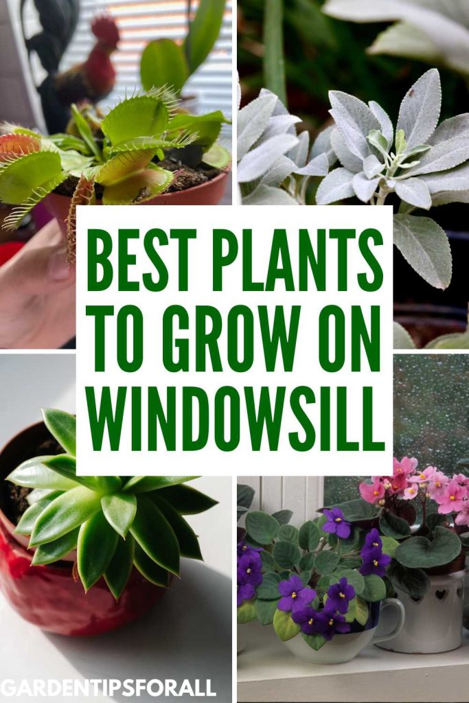 African violet, basil, sage and Venus flytrap and text overlay that reads, "Best plants to grow on windowsill".