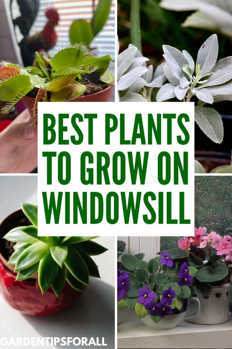 14 Best Plants for Windowsill (Herbs and Ornamental)