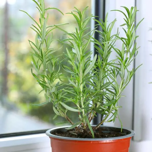 Rosemary on windowsill