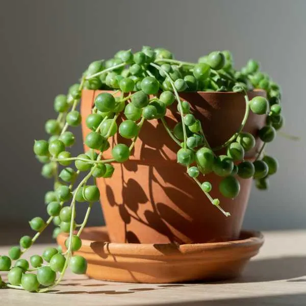 String of Pearls