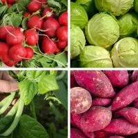 Radishes, cabbage, green beans and sweet potatoes are among the best vegetables to grow in Florida.