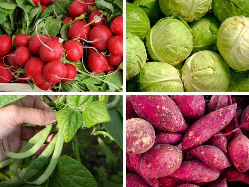 Radishes, cabbage, green beans and sweet potatoes are among the best vegetables to grow in Florida.