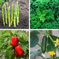 Asparagus, kale, peppers and cucumbers are some of the best vegetables to grow in Virginia.