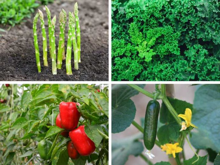 13 Best Vegetables to Grow in Virginia