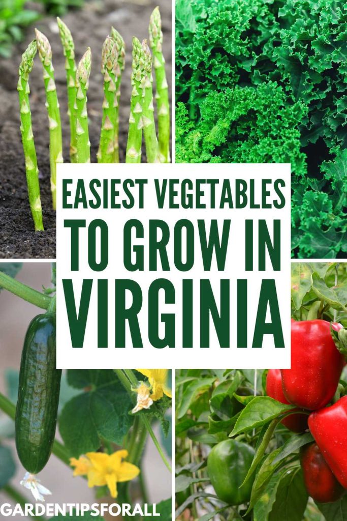 Asparagus, kale, cucumbers and bell peppers and text overlay that reads, "Easiest vegetables to grow in Virginia".