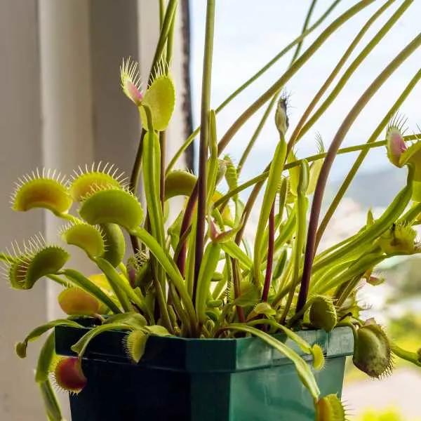 Venus Flytrap