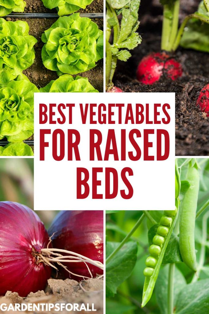 Lettuce, radishes, onions and peas - some of the best vegetables for raised beds.