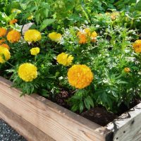 Marigolds (in a raised bed garden) are one of the best flowers for raised beds.
