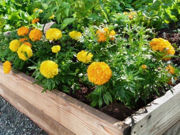 10 Best Flowers for Raised Beds to Create a Vibrant Garden