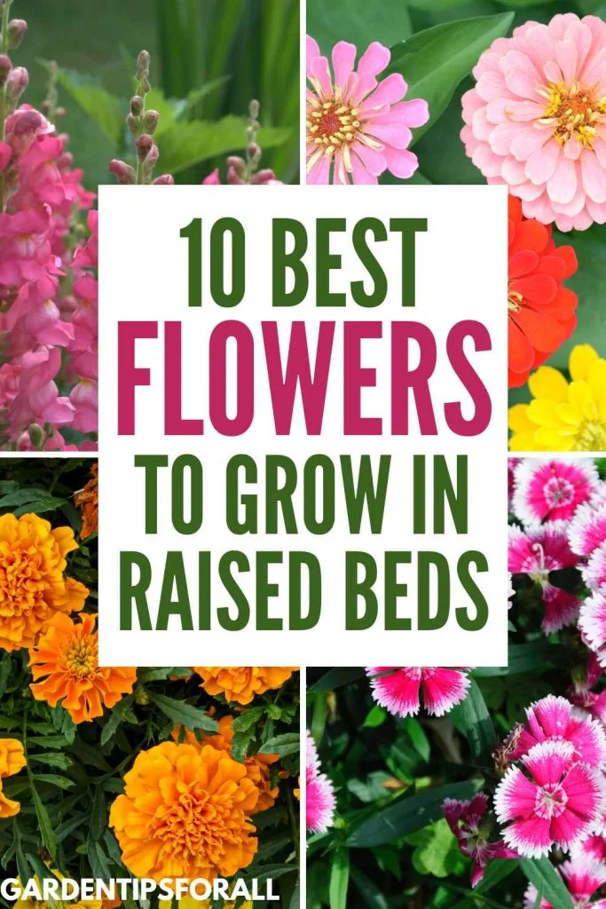Different types of flowers and text overlay that reads, "10 Best flowers to grow in raised beds".