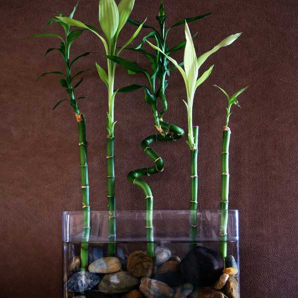 Lucky bamboo growing in water