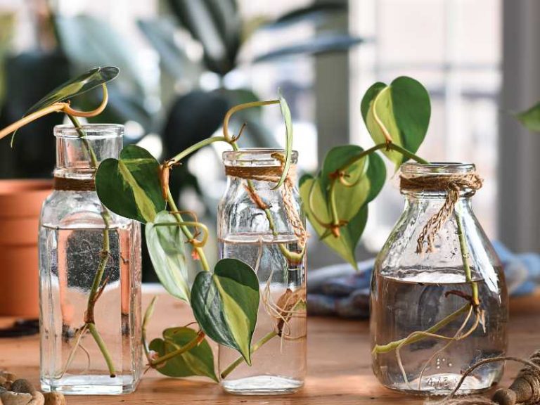 9 Awesome Plants that Grow in Water Indoors and Outdoors