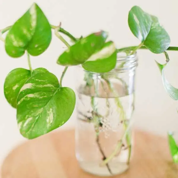 Pothos growing in water